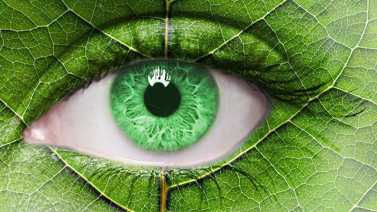 Nahaufnahme von einem Auge. Die Haut hat die Struktur und grüne Farbe eines Blattes, die Pupille ist leuchtend Grün.