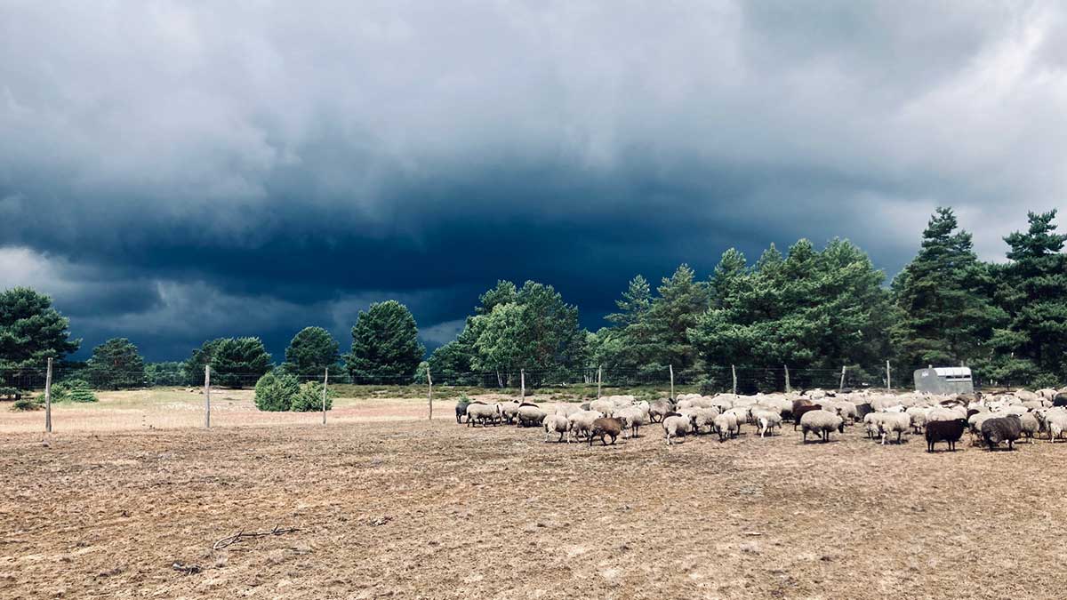Foto von einer Weide. Etwas weiter entfernt steht eine Herde mit Schafen und Ziegen. Im Hintergrund stehen Nadelbäume und der Himmel ist dramatisch dunkel bewölkt.
